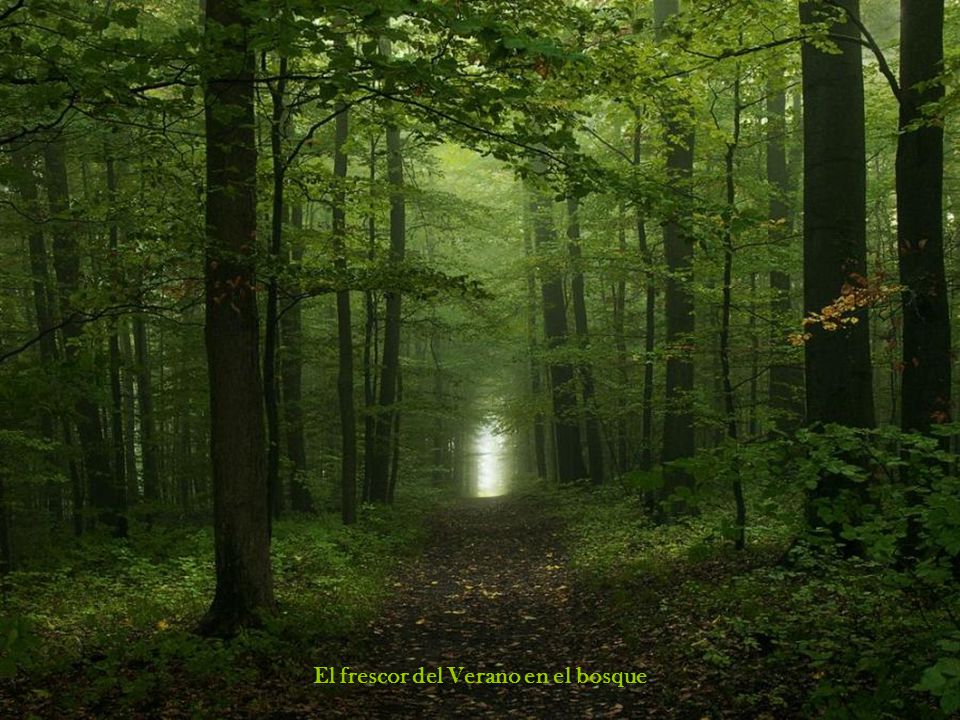 El frescor del Verano en el bosque