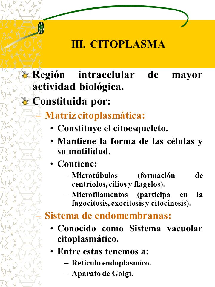 Región intracelular de mayor actividad biológica. Constituida por: