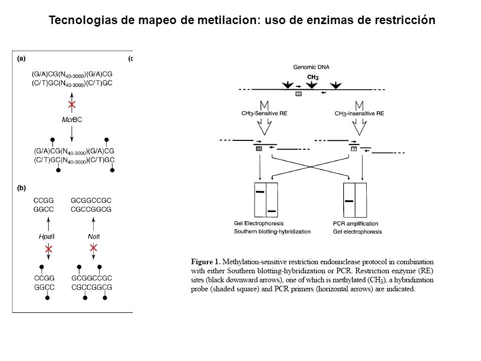 Tecnologias de mapeo de metilacion: uso de enzimas de restricción