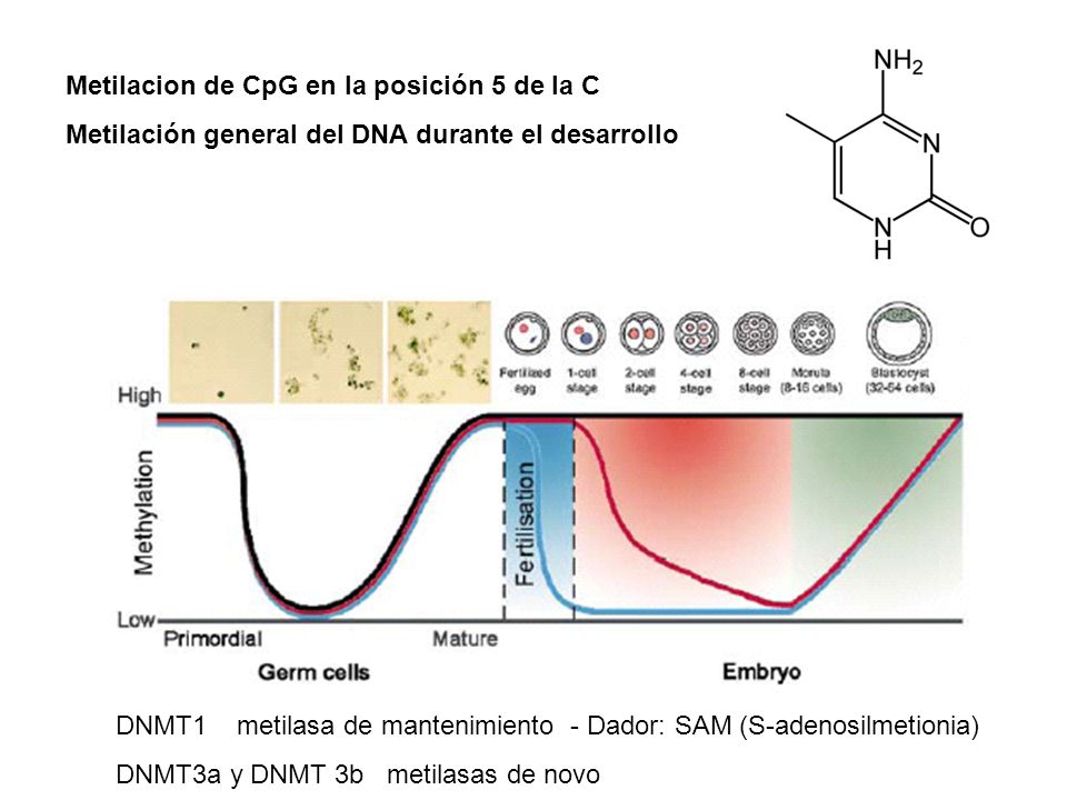 Metilacion de CpG en la posición 5 de la C