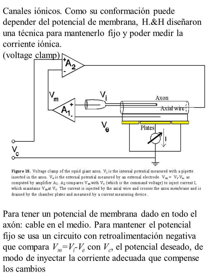 Canales iónicos. Como su conformación puede depender del potencial de membrana, H.&H diseñaron una técnica para mantenerlo fijo y poder medir la corriente iónica.