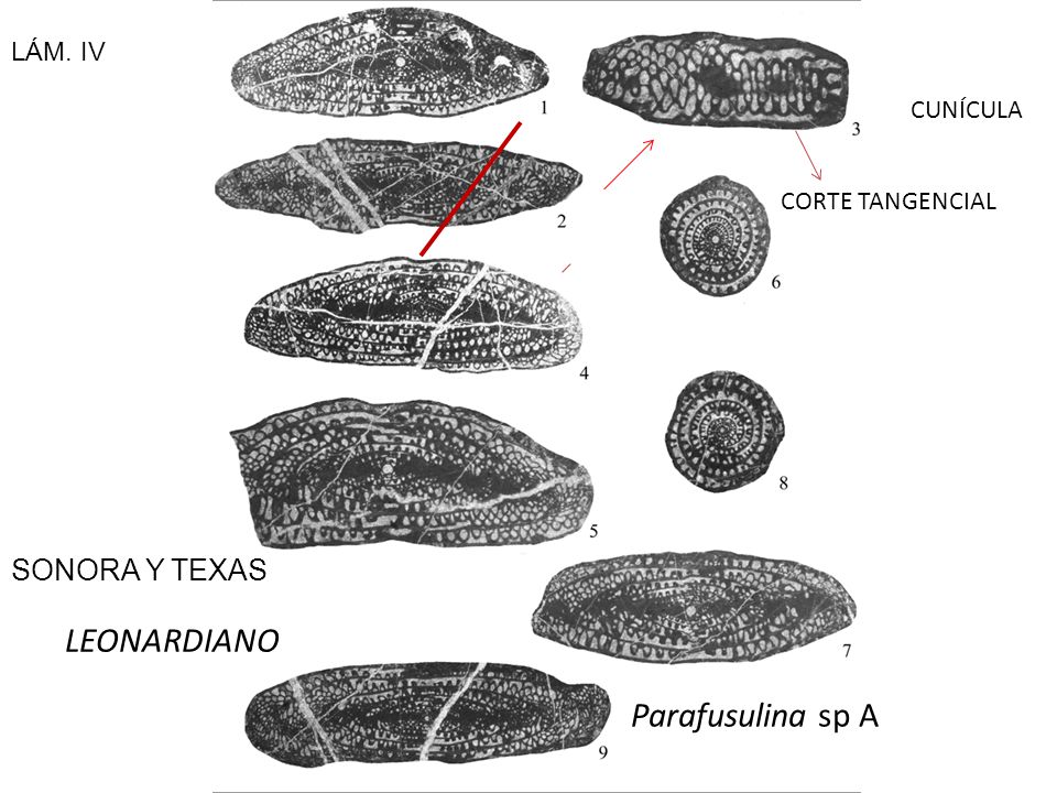 LEONARDIANO Parafusulina sp A SONORA Y TEXAS LÁM. IV CUNÍCULA