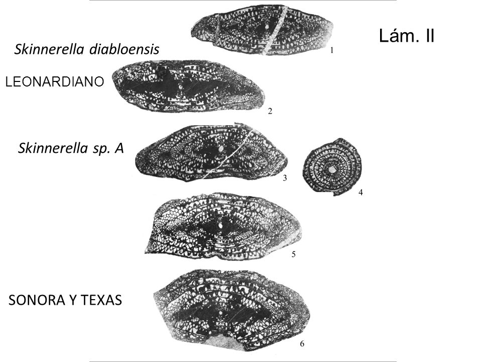 Lám. II Skinnerella diabloensis Skinnerella sp. A SONORA Y TEXAS