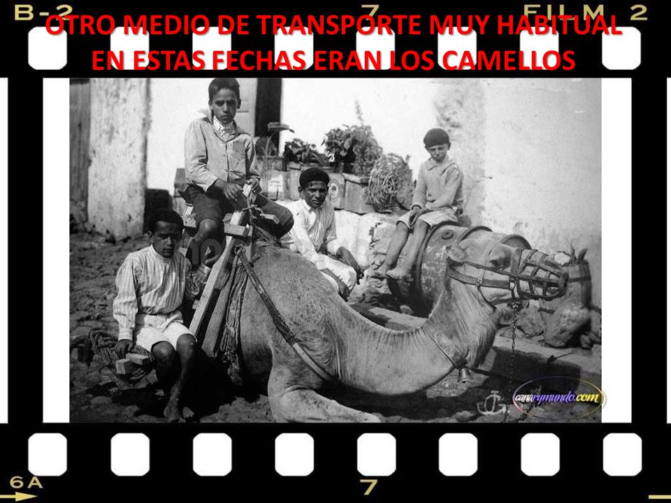 OTRO MEDIO DE TRANSPORTE MUY HABITUAL EN ESTAS FECHAS ERAN LOS CAMELLOS