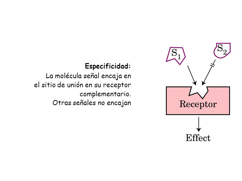 Especificidad: La molécula señal encaja en. el sitio de unión en su receptor.