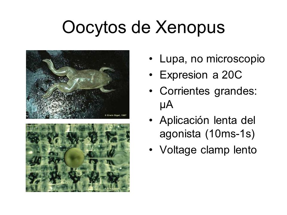 Oocytos de Xenopus Lupa, no microscopio Expresion a 20C