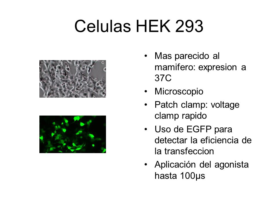 Celulas HEK 293 Mas parecido al mamifero: expresion a 37C Microscopio