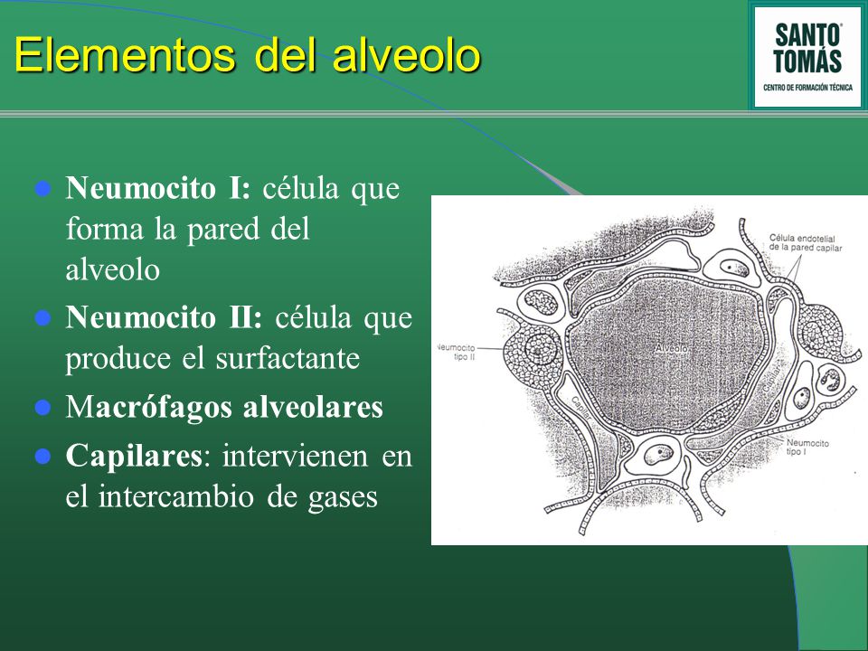 Elementos del alveolo Neumocito I: célula que forma la pared del alveolo. Neumocito II: célula que produce el surfactante.