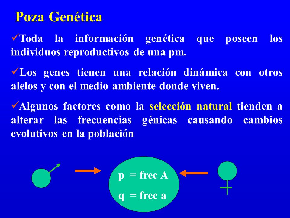 Poza Genética Toda la información genética que poseen los individuos reproductivos de una pm.