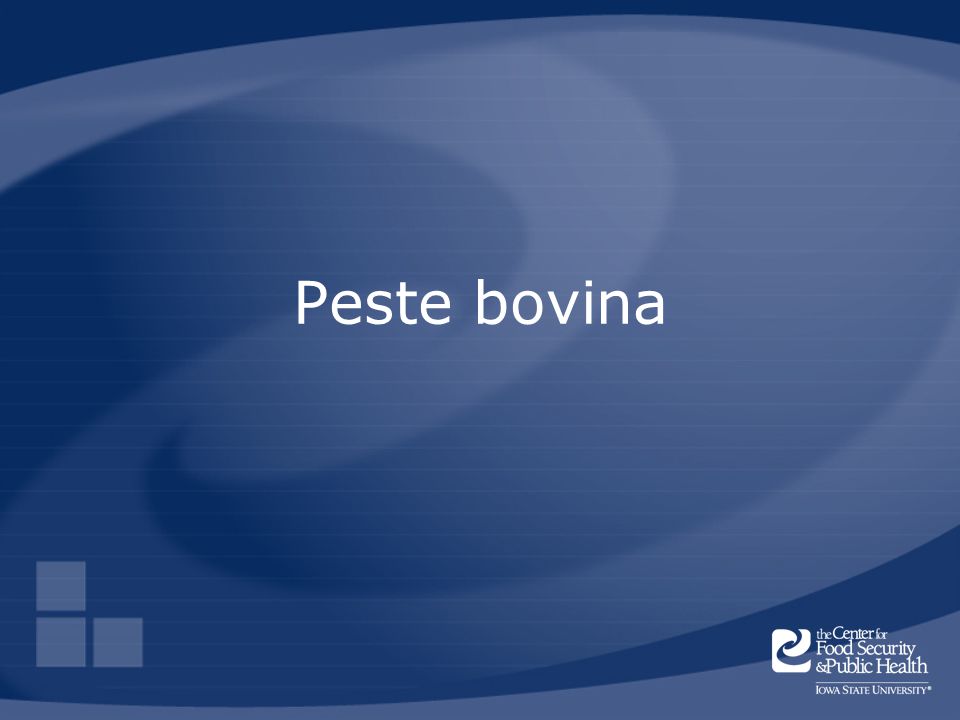 Peste bovina Rinderpest is a contagious disease of cattle, sheep, and goats that has also been called cattle plague.