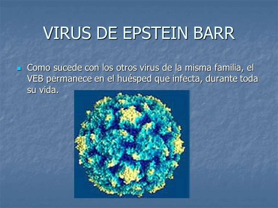 VIRUS DE EPSTEIN BARR Como sucede con los otros virus de la misma familia, el VEB permanece en el huésped que infecta, durante toda su vida.