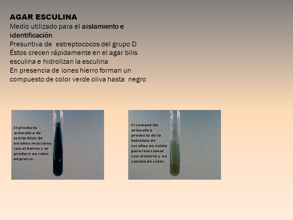 AGAR ESCULINA Medio utilizado para el aislamiento e identificación. Presuntiva de estreptococos del grupo D.