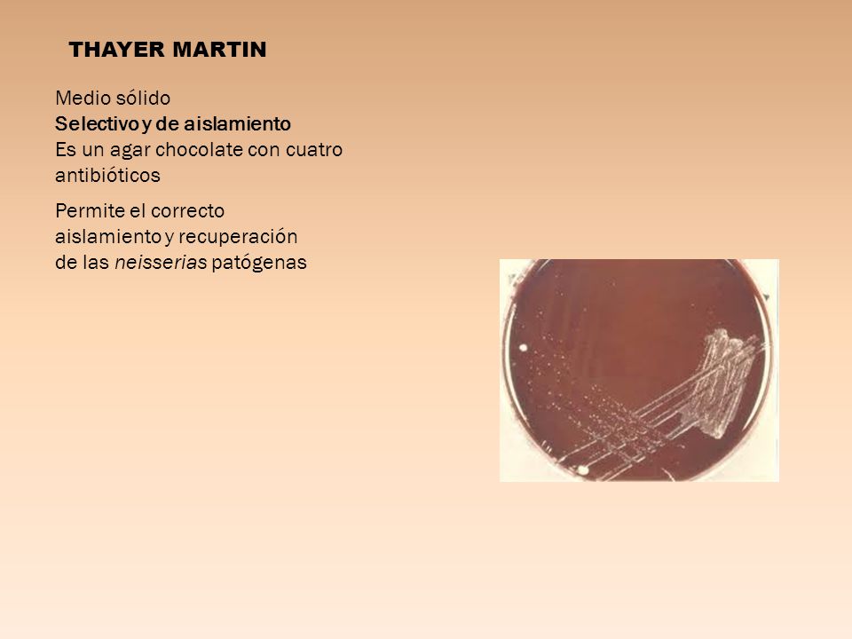 THAYER MARTIN Medio sólido. Selectivo y de aislamiento. Es un agar chocolate con cuatro antibióticos.