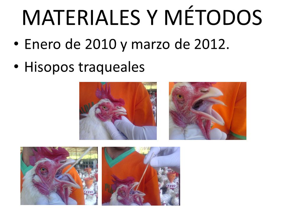 MATERIALES Y MÉTODOS Enero de 2010 y marzo de Hisopos traqueales