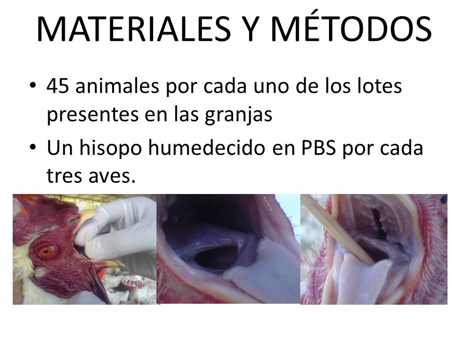 MATERIALES Y MÉTODOS 45 animales por cada uno de los lotes presentes en las granjas. Un hisopo humedecido en PBS por cada tres aves.