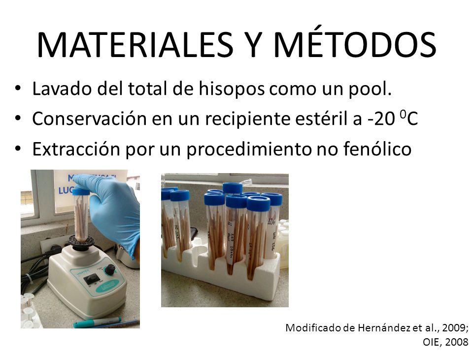 MATERIALES Y MÉTODOS Lavado del total de hisopos como un pool.