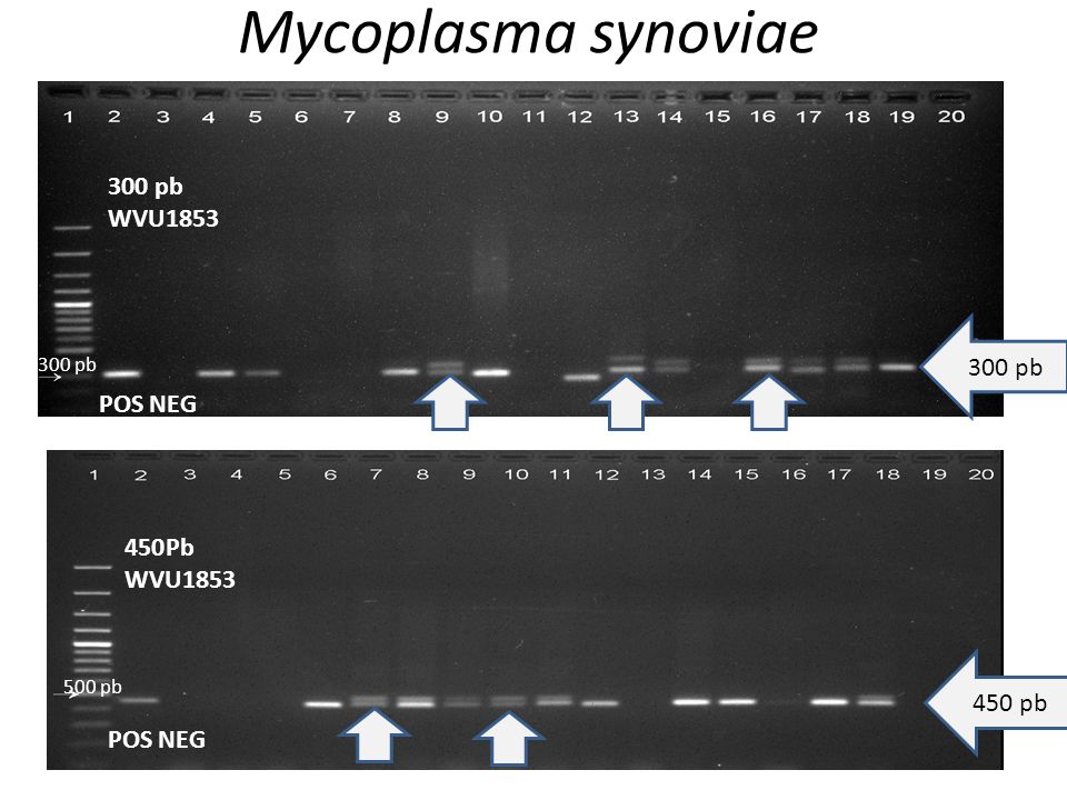 Mycoplasma synoviae 300 pb WVU pb POS NEG Pb WVU pb
