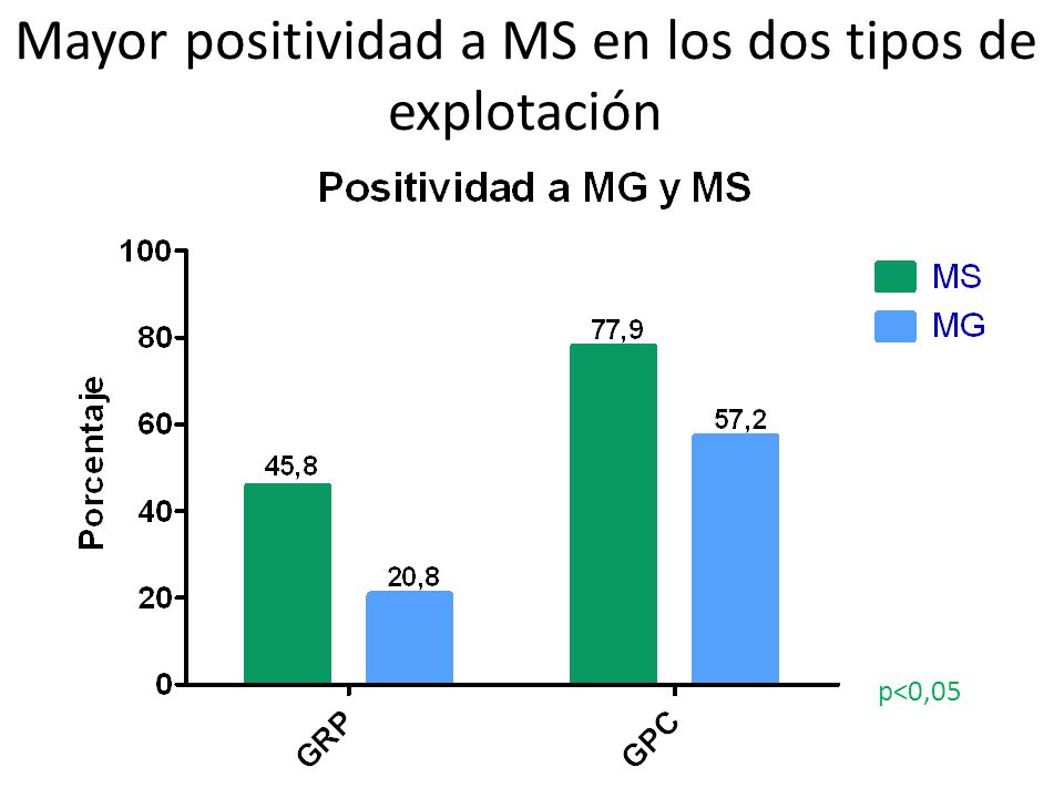 Mayor positividad a MS en los dos tipos de explotación