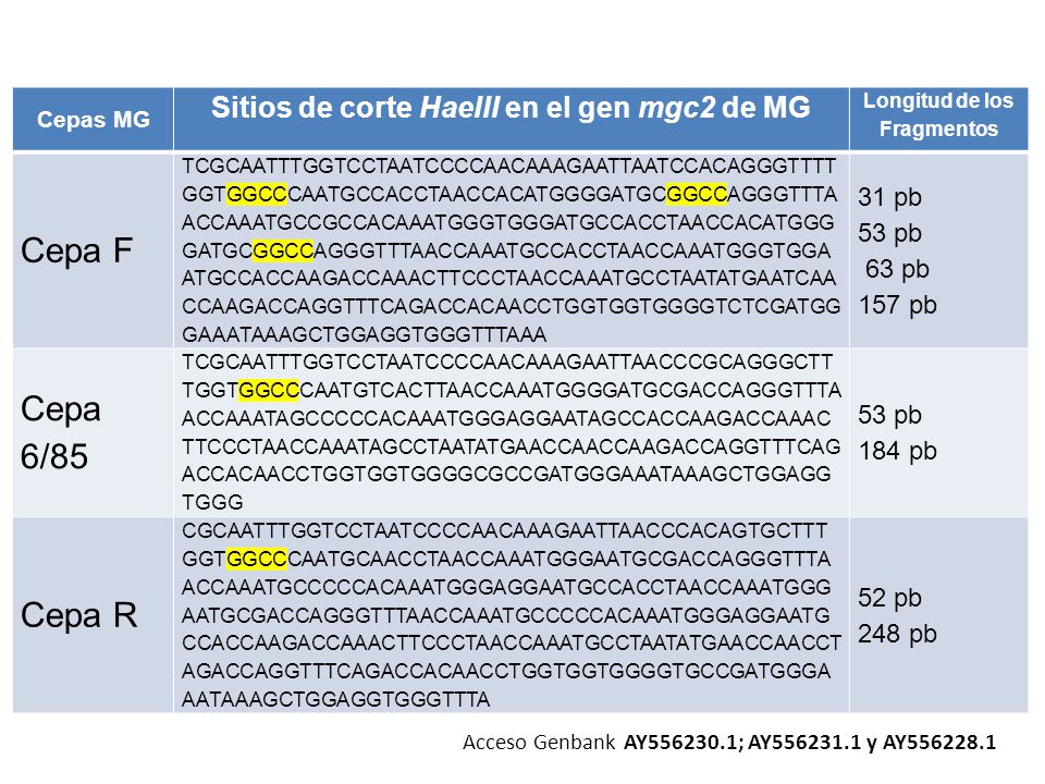 Sitios de corte HaeIII en el gen mgc2 de MG