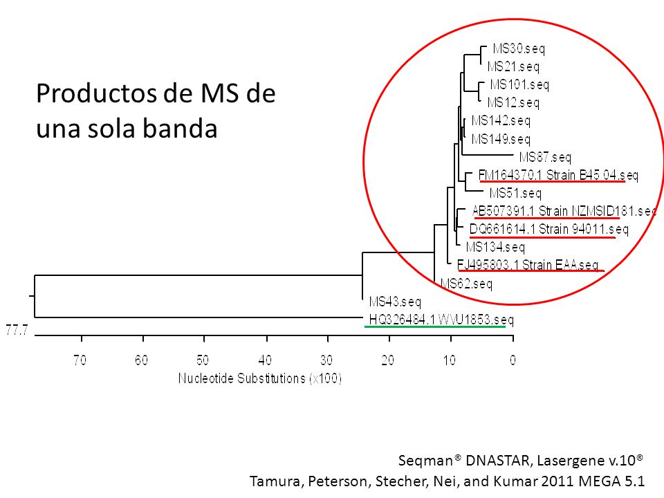 Productos de MS de una sola banda