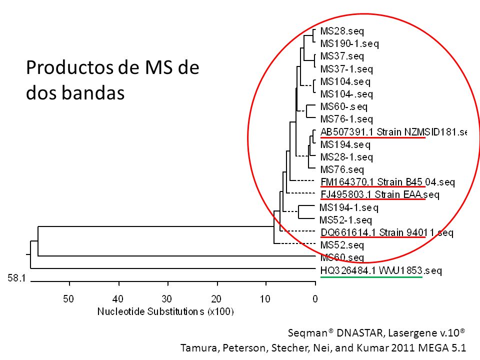 Productos de MS de dos bandas