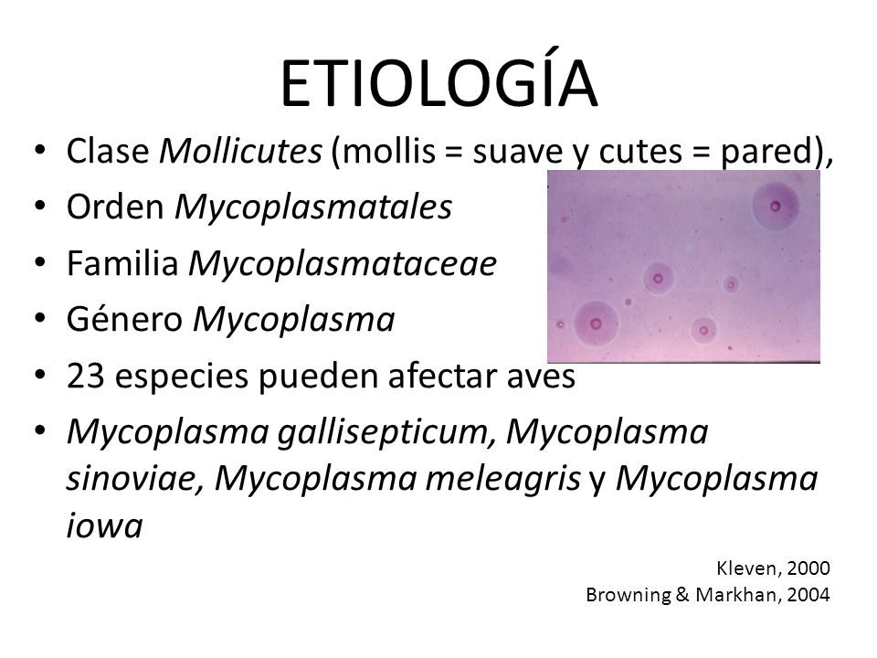 ETIOLOGÍA Clase Mollicutes (mollis = suave y cutes = pared),