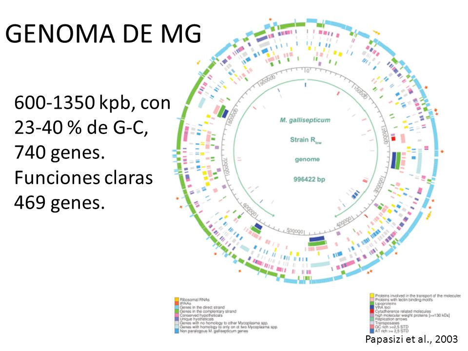 GENOMA DE MG kpb, con % de G-C, 740 genes. Funciones claras 469 genes.
