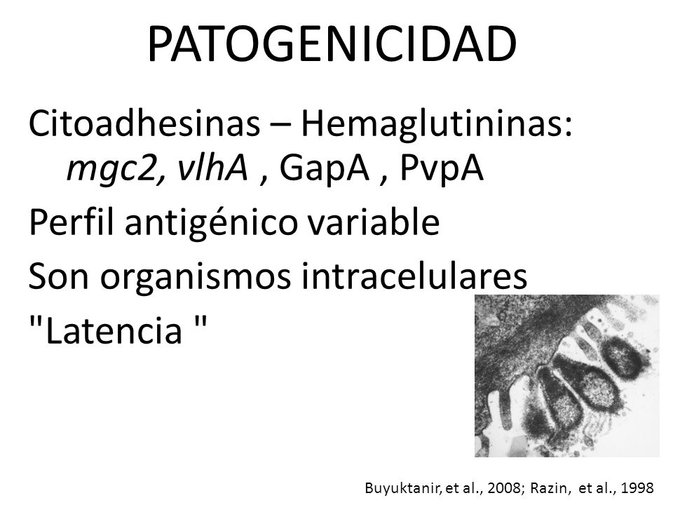 PATOGENICIDAD Citoadhesinas – Hemaglutininas: mgc2, vlhA , GapA , PvpA Perfil antigénico variable Son organismos intracelulares Latencia