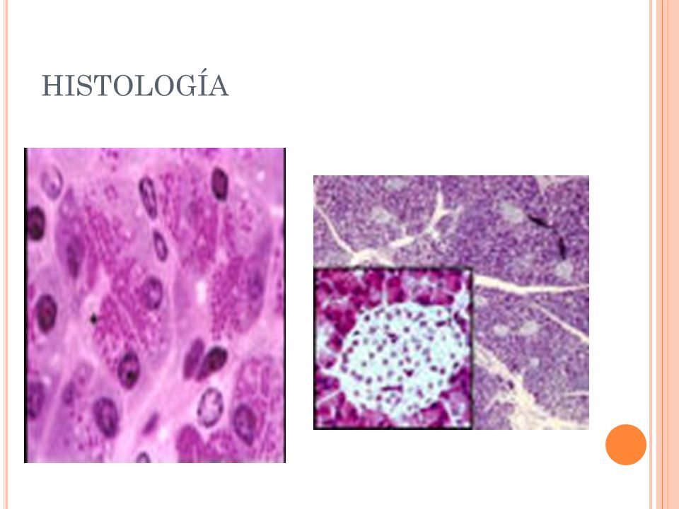 intestino delgado histologia diapositivas diabetes intestino delgado histologia diapositivas diabetes
