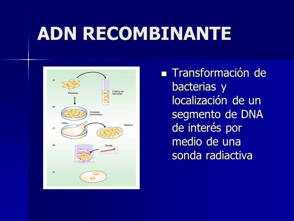 ADN RECOMBINANTE Transformación de bacterias y localización de un segmento de DNA de interés por medio de una sonda radiactiva.