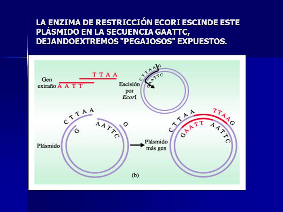 LA ENZIMA DE RESTRICCIÓN ECORI ESCINDE ESTE PLÁSMIDO EN LA SECUENCIA GAATTC, DEJANDOEXTREMOS PEGAJOSOS EXPUESTOS.