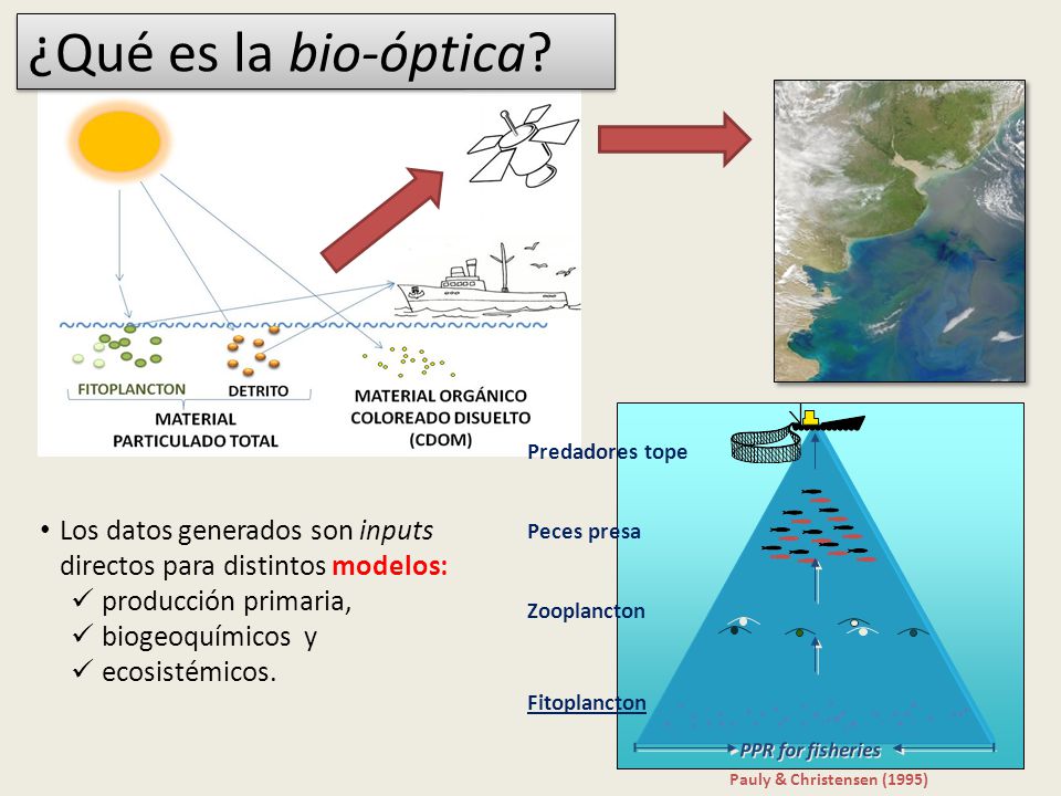 ¿Qué es la bio-óptica Pauly & Christensen (1995) PPR for fisheries. . *. Predadores tope. Peces presa.