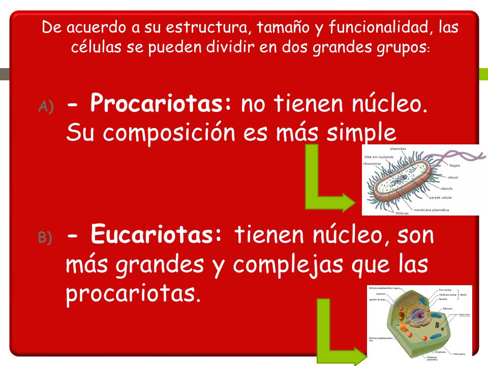 - Procariotas: no tienen núcleo. Su composición es más simple