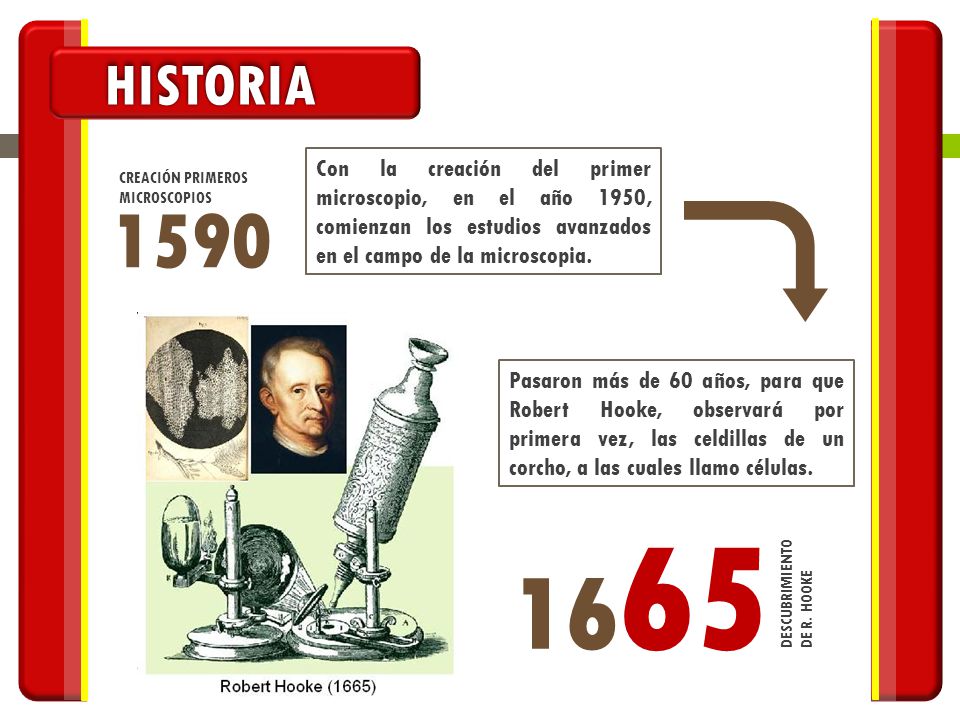 HISTORIA Con la creación del primer microscopio, en el año 1950, comienzan los estudios avanzados en el campo de la microscopia.