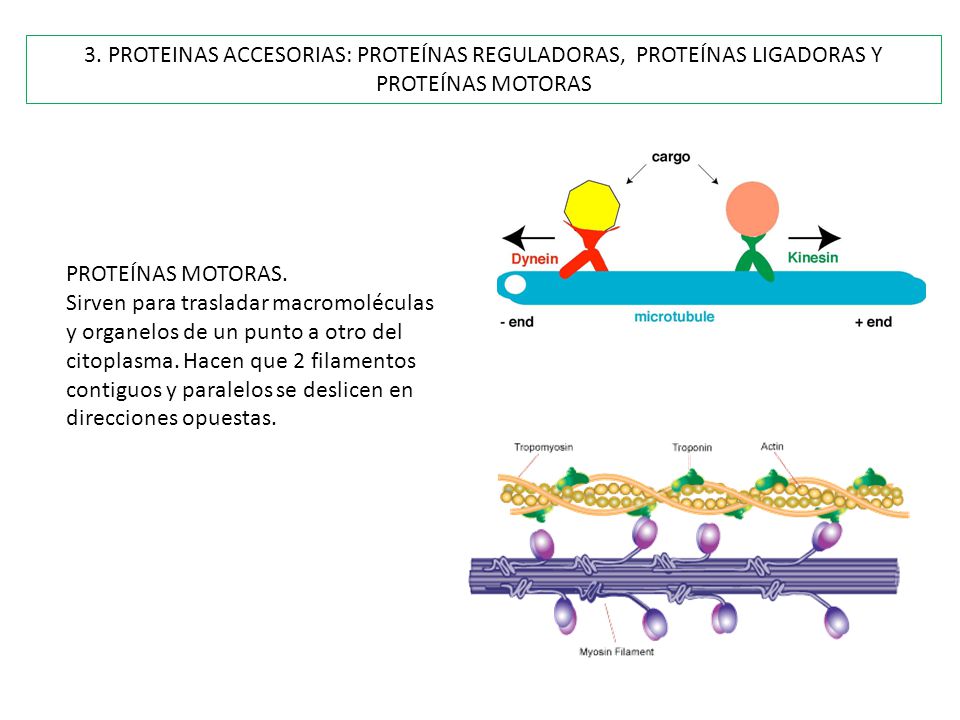 3. PROTEINAS ACCESORIAS: PROTEÍNAS REGULADORAS, PROTEÍNAS LIGADORAS Y PROTEÍNAS MOTORAS