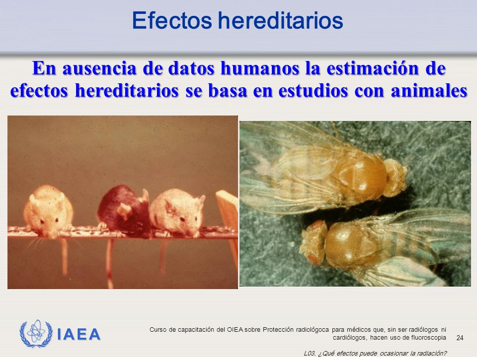Efectos hereditarios En ausencia de datos humanos la estimación de efectos hereditarios se basa en estudios con animales.