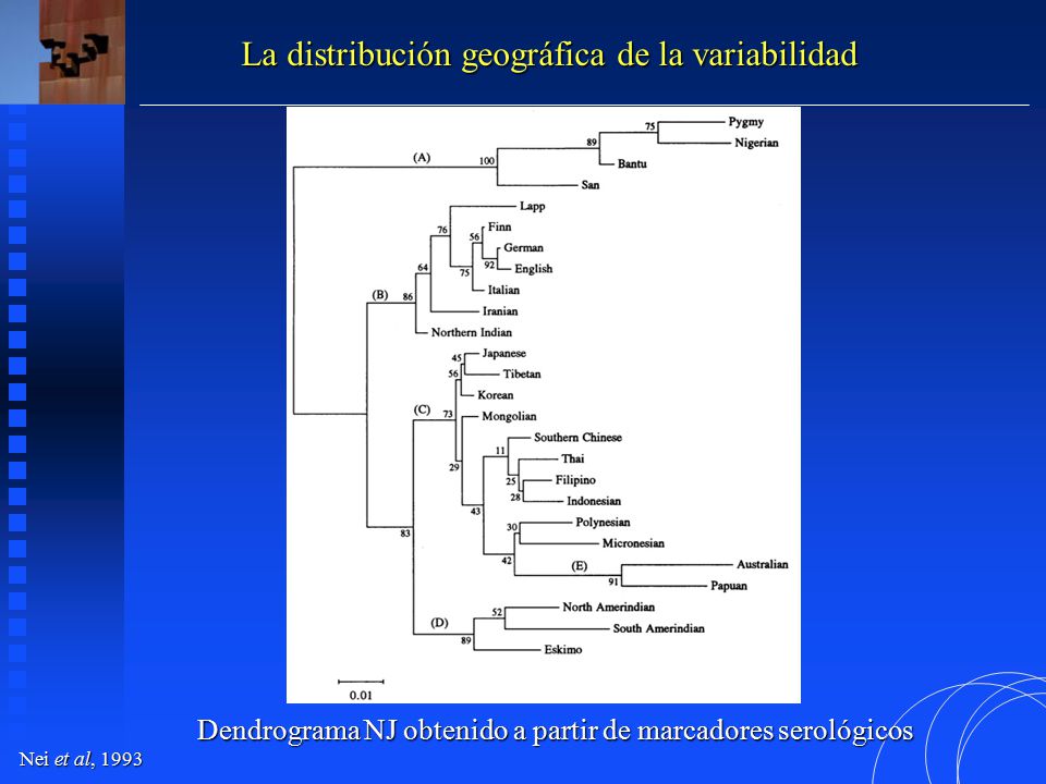 Dendrograma NJ obtenido a partir de marcadores serológicos