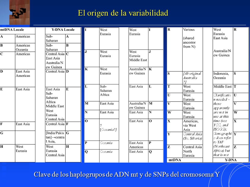 Clave de los haplogrupos de ADN mt y de SNPs del cromosoma Y