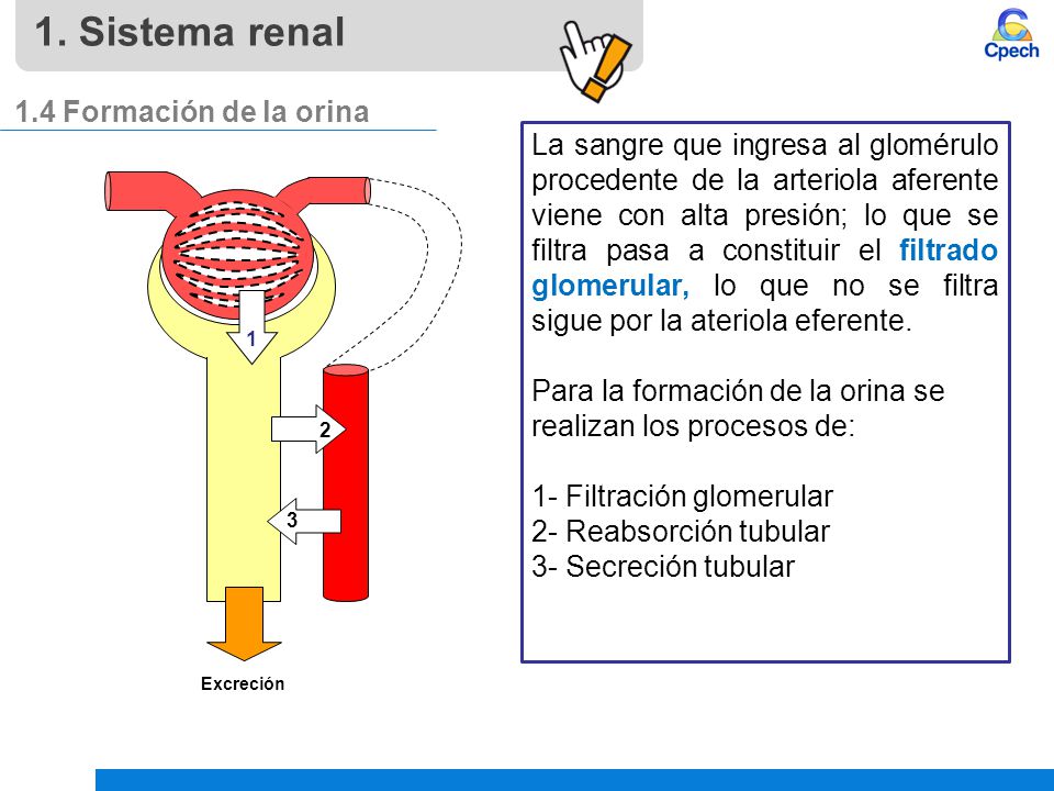 1. Sistema renal 1.4 Formación de la orina