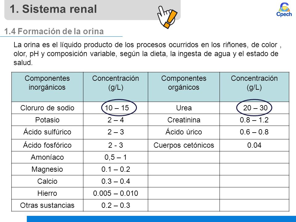 1. Sistema renal 1.4 Formación de la orina