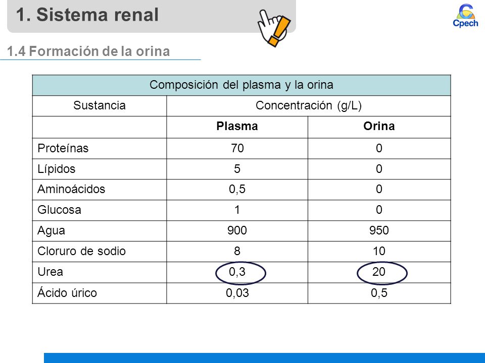 Composición del plasma y la orina