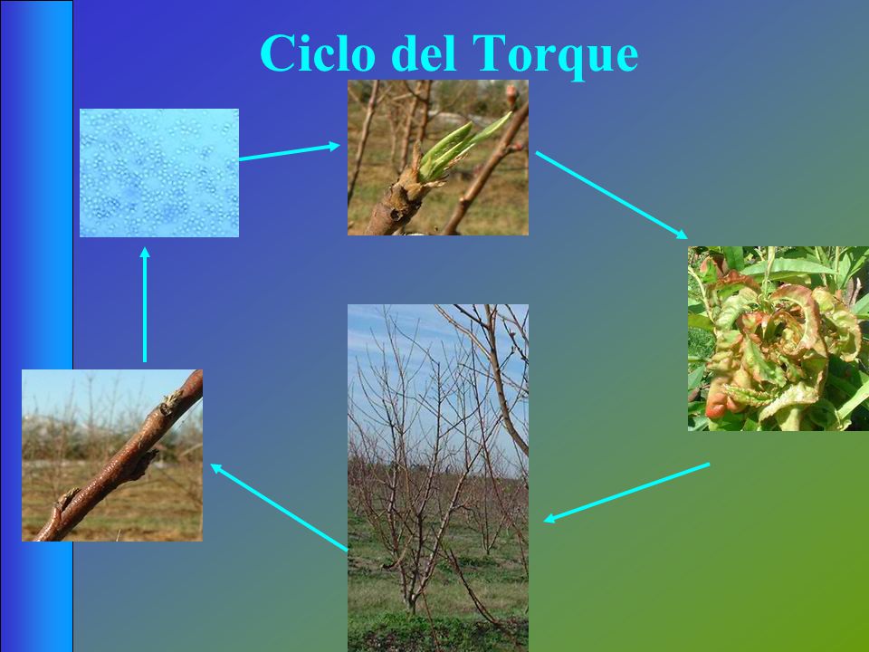 Ciclo del Torque El ciclo del torque es relativamente simple.