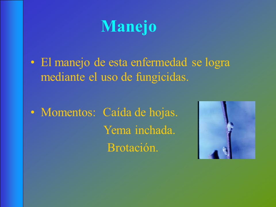 Manejo El manejo de esta enfermedad se logra mediante el uso de fungicidas. Momentos: Caída de hojas.