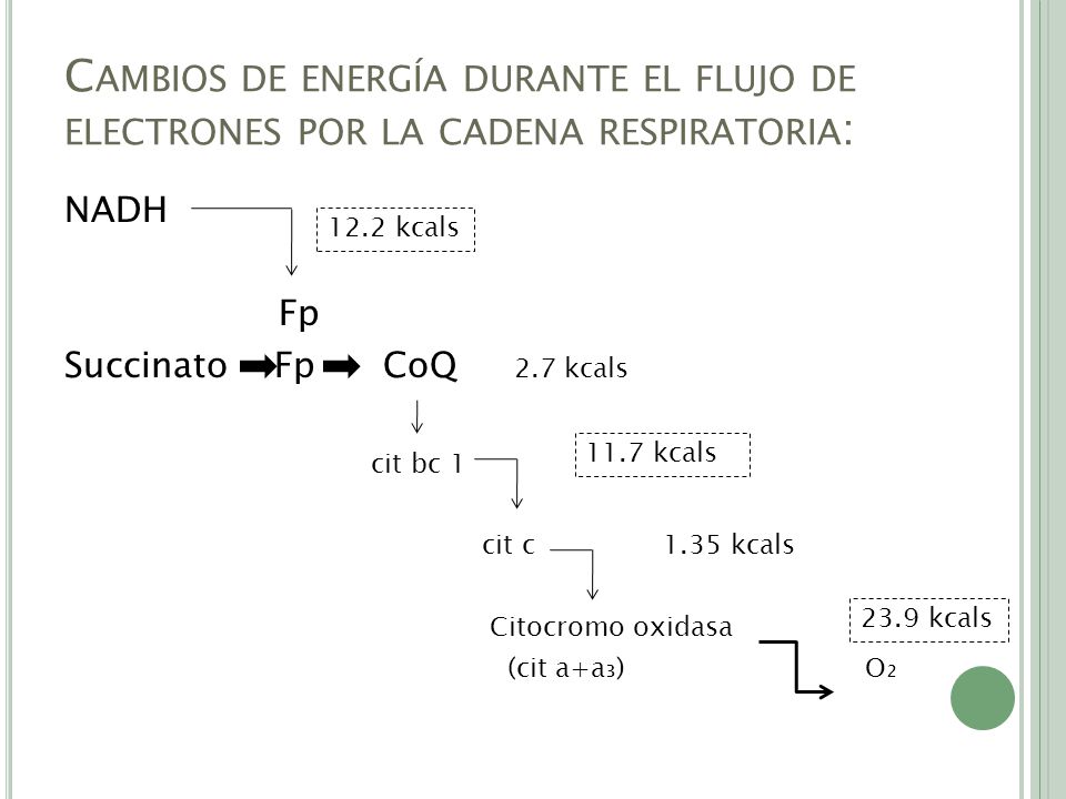 Cambios de energía durante el flujo de electrones por la cadena respiratoria: