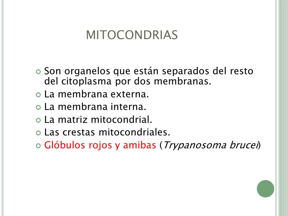 MITOCONDRIAS Son organelos que están separados del resto del citoplasma por dos membranas. La membrana externa.