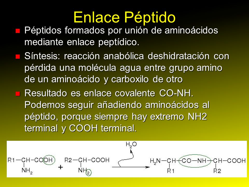 Enlace Péptido Péptidos formados por unión de aminoácidos mediante enlace peptídico.
