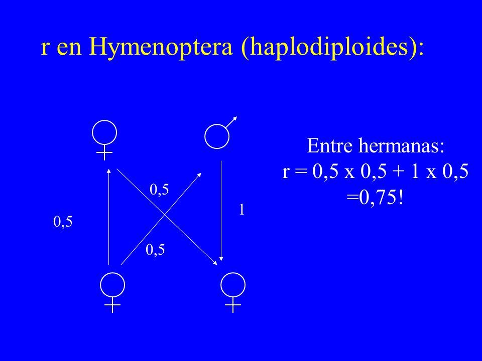 r en Hymenoptera (haplodiploides):