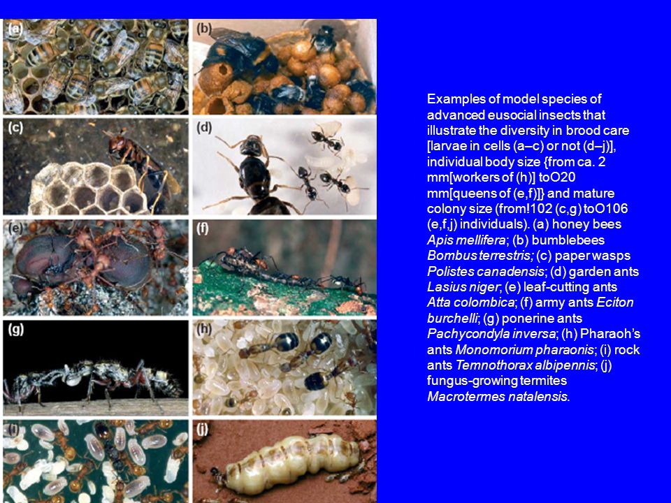 Examples of model species of advanced eusocial insects that illustrate the diversity in brood care [larvae in cells (a–c) or not (d–j)], individual body size {from ca.