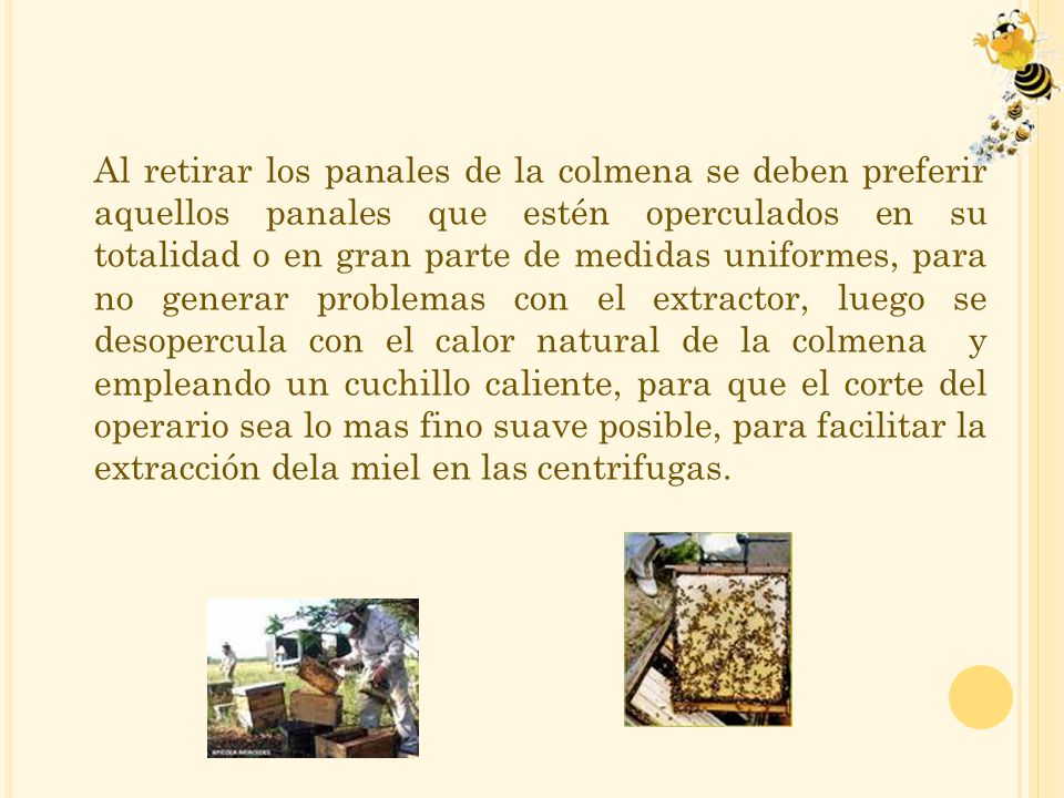 Al retirar los panales de la colmena se deben preferir aquellos panales que estén operculados en su totalidad o en gran parte de medidas uniformes, para no generar problemas con el extractor, luego se desopercula con el calor natural de la colmena y empleando un cuchillo caliente, para que el corte del operario sea lo mas fino suave posible, para facilitar la extracción dela miel en las centrifugas.