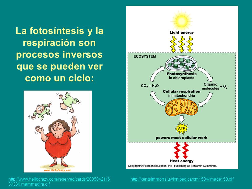 La fotosíntesis y la respiración son procesos inversos que se pueden ver como un ciclo: